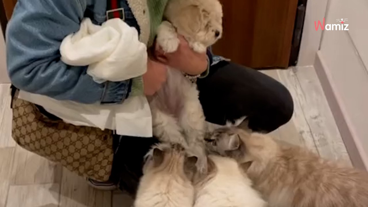 Les chats rencontrent le chiot de la famille : 3,6M d'internautes tombent sous le charme de leur relation