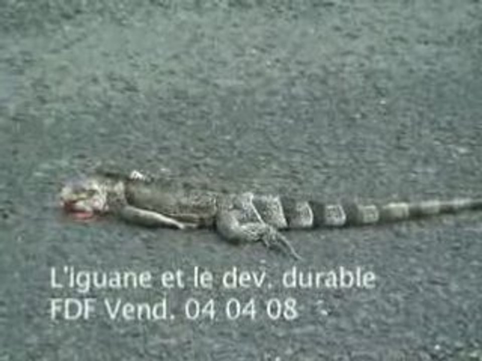 IguaneLg001
