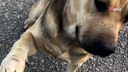 Elle entend ses chiens aboyer : en sortant de son sanctuaire pour animaux, elle fait une rencontre qui la bouleverse