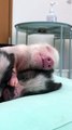 Sleeping Micro Pig Siblings Cuddle