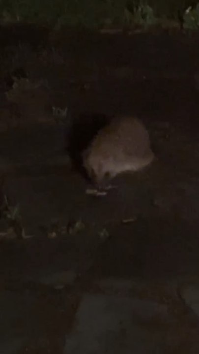 Coucou toi 
