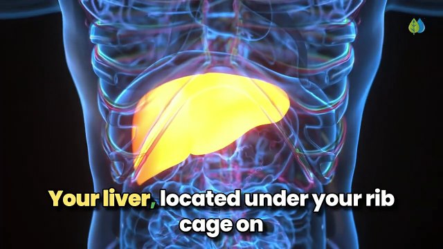 Symptoms of Liver Damage_ Top 14 Signs of Liver Disease You Need To Know