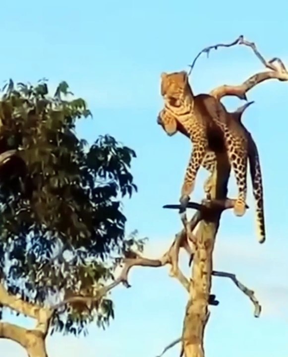 leopard Seating On The Tree