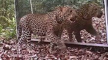 ❤️The tiger's reaction when he sees himself #Animals #viral #wildlife #tiger