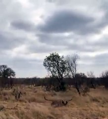 The Saseka Female And Her Sud Adult Male Embrace In Mid-air