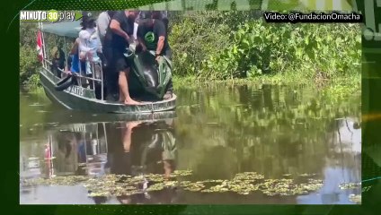 Moeügchi, el manatí amazónico rehabilitado durante seis años, fue liberado en los lagos de Tarapoto