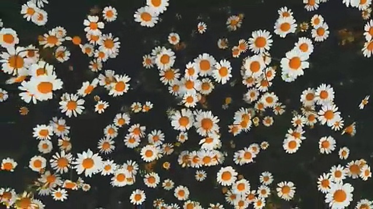 Daisy field