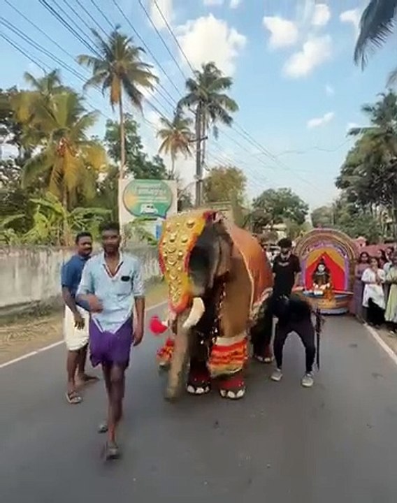 elephant dans