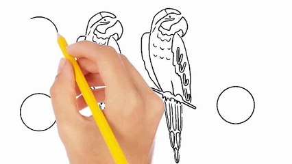 2 Parrots Drawing | Drawing for kids