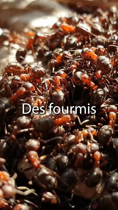 La fourmis kamikaze ?! TOP 3 des comportements les plus impressionnants chez les fourmis !