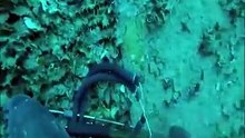 Stolen dive