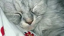 ASMR Cat Purring | Cute Cat Sleeping