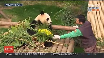 작별 앞둔 푸바오, 마지막 인사…"언제나 행복해야 해"