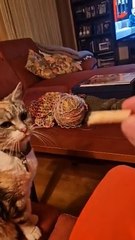 This cat loves sweets :)