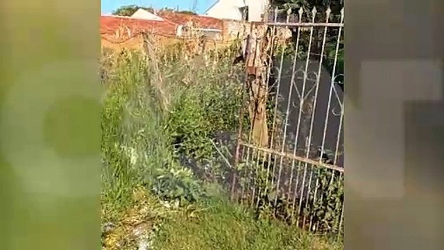 Moradores em desespero: terreno abandonado vira criadouro de aranhas armadeiras e mosquitos