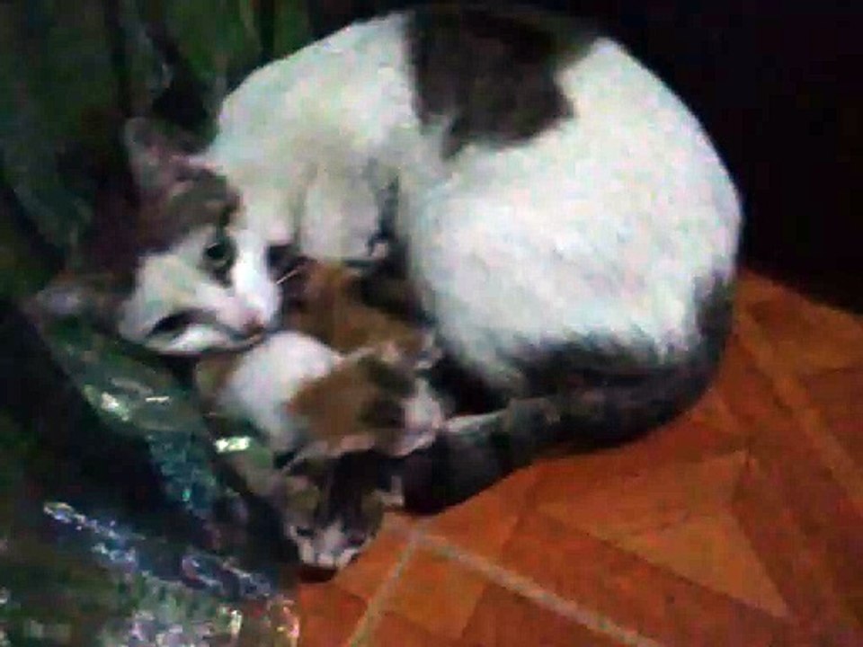 KITTENS