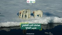 مجاعات الدب القطبي بسبب المناخ!