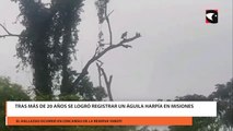 Tras más de 20 años se logró registrar un Águila Harpía en Misiones