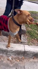 Distribuer des os aux chiens dans les rues