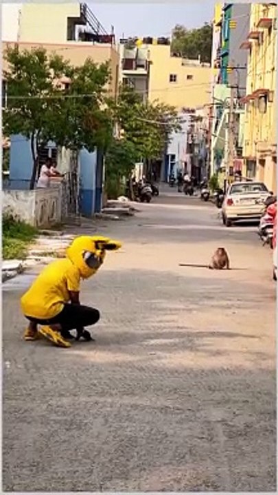 Monkey funny video animals video