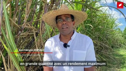 VOLET 1 - La canne et ses coûts de production