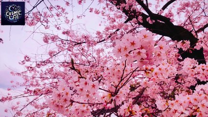 Spring Awakening  | Mindbodymelody | Floral Lo-Fi for New Beginnings
