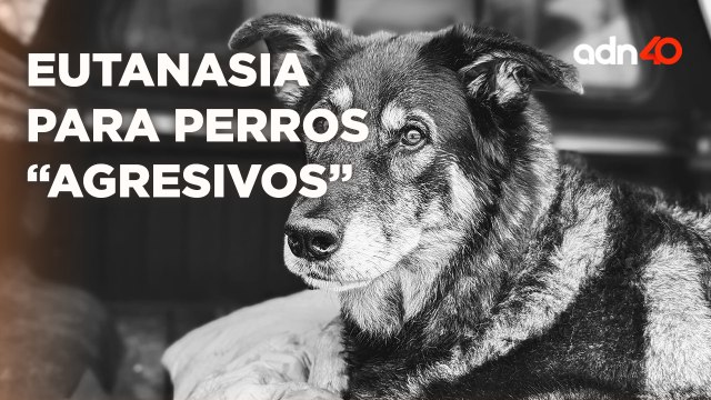 Eutanasia en perros agresivos podría traer muertes injustas e innecesarias