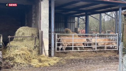 Salon de l'agriculture : quel bilan ?