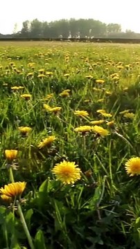 الأذكار الصباحية | اذكار الصباح #القرآن_السنة #اذكار #اذكار_الصباح