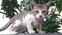 Kitten made me LAUGH: Kittens REACTION to Food. Cats Cat videos  Meow cat sound
