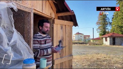 Artvin'de taklacı güvercin atmacaya rakip oluyor