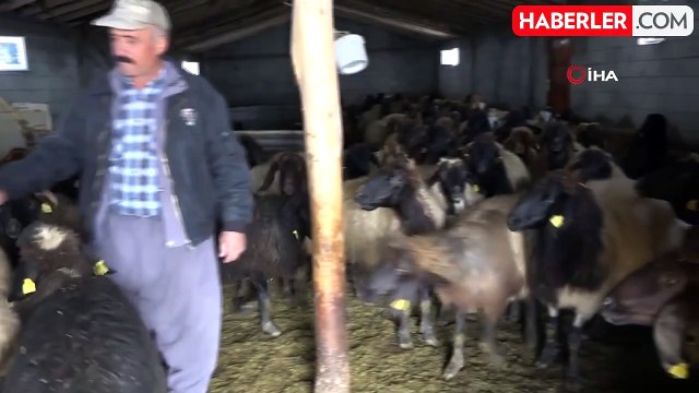 Şırnak'ta besicilerin zorlu mesaisi devam ediyor