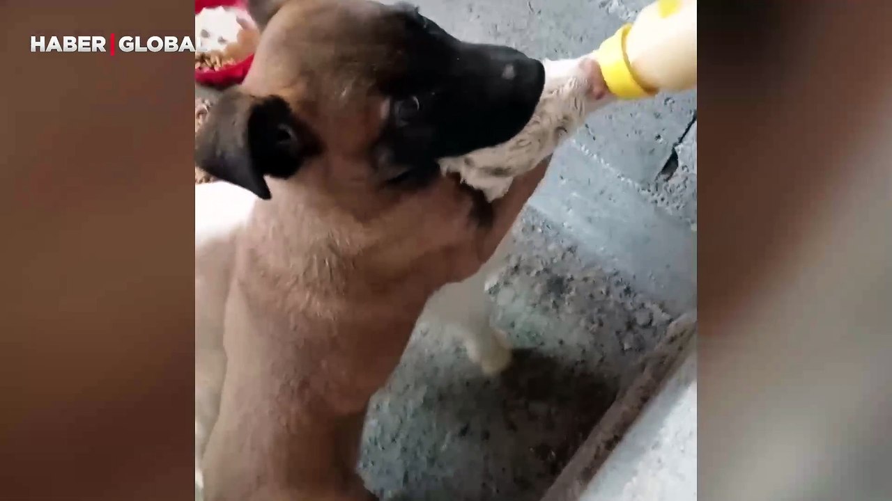 Köpeğin bebek keçinin süt içmesine yardım ettiği anlar duygulandırdı: Bitene kadar bekledi