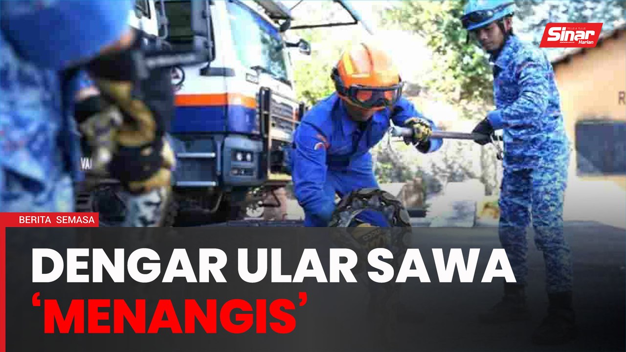 Dengar ular sawa 'menangis' awal pagi