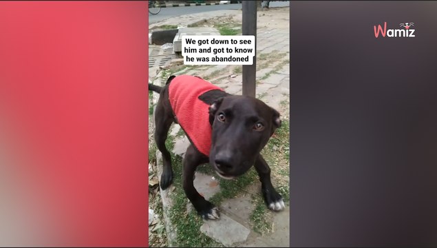 Les sauveteurs repèrent un chiot attaché : dès qu'il se lève ils comprennent la raison de son triste sort