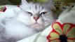 ASMR Cat Purring Close Up