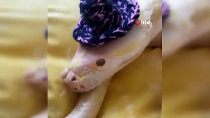 Antalya’da 1.5 metre uzunluğundaki pitona el konuldu