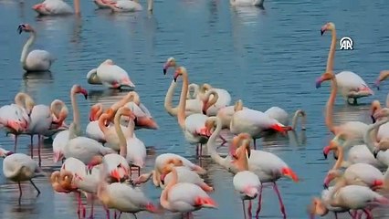 Flamingolar Gelingüllü Barajı'na erken geldi