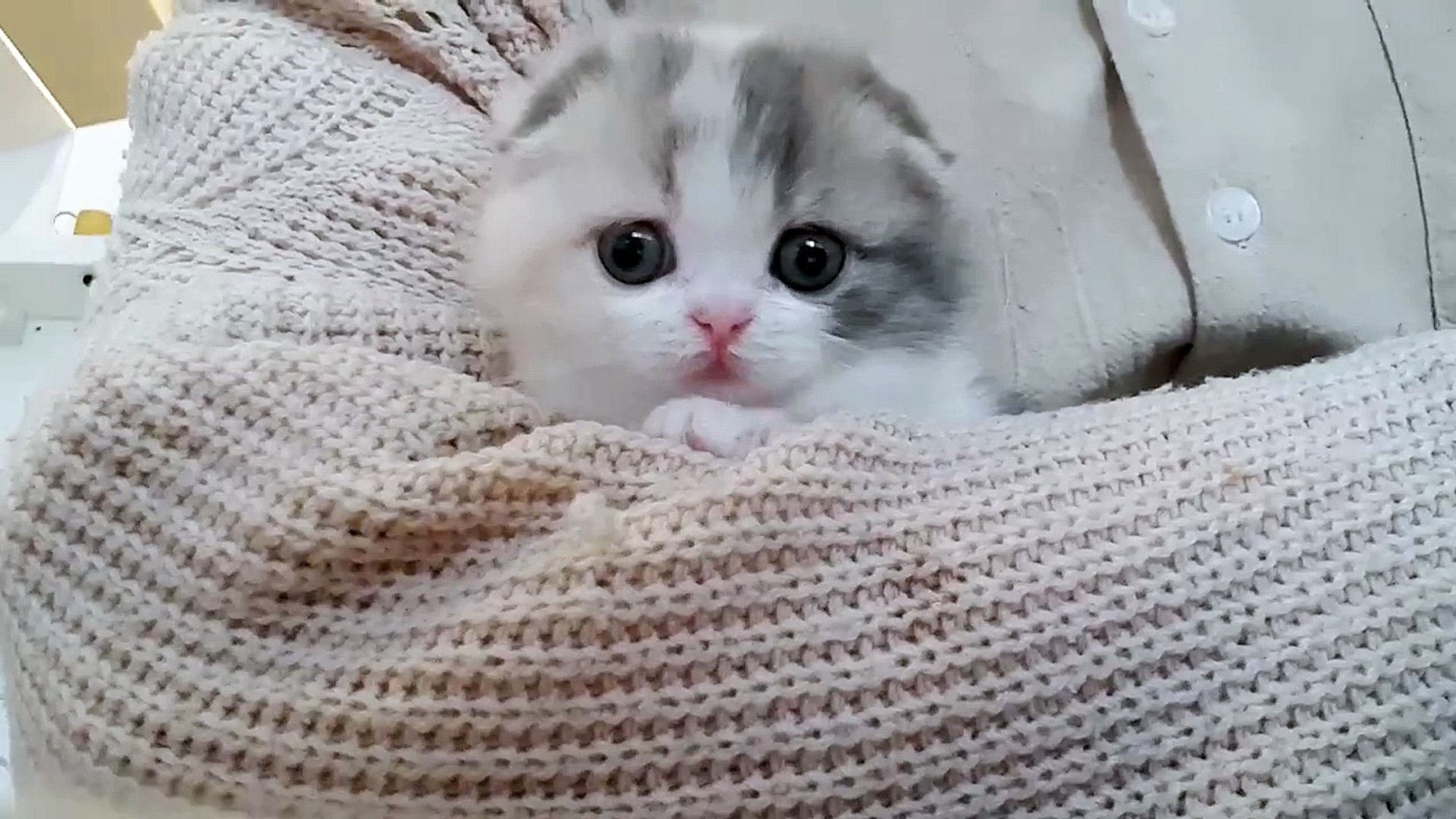 ⁣cute cat- best cats
