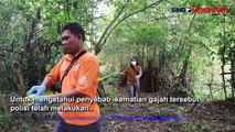 Bau Membusuk, Gajah Sumatra Ditemukan Mati Misterius di Perkebunan Warga di Aceh