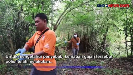 Bau Membusuk, Gajah Sumatra Ditemukan Mati Misterius di Perkebunan Warga di Aceh