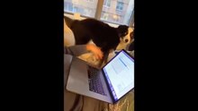 Funniest Cats And Dogs Videos  - Best Funny Animal Videos 2024