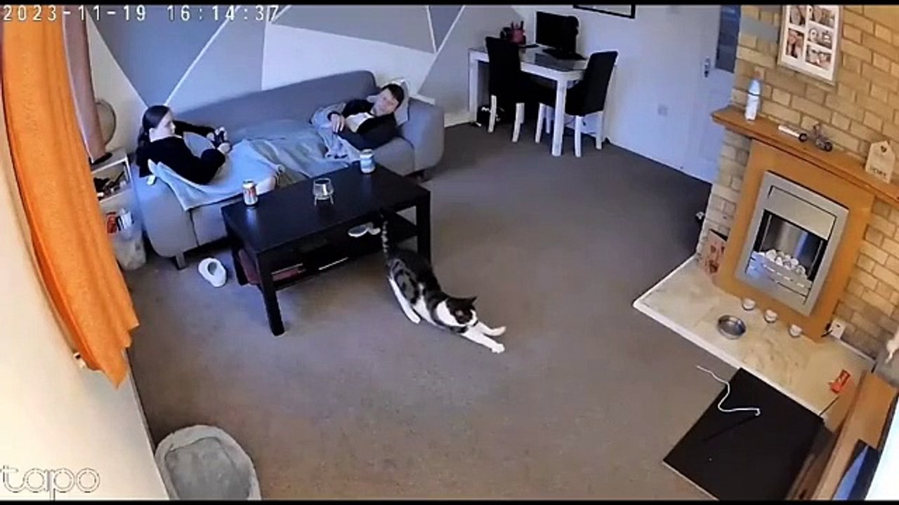 Try Not To Laugh Dogs And Cats  - Best Funniest Animal Videos Of The Month #1