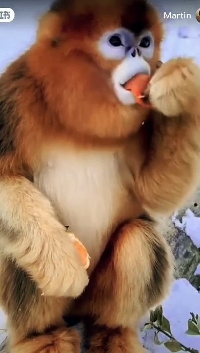 Monkey Banana 