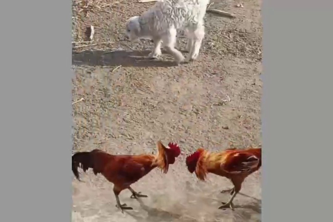 funny video fating Han