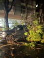 Tempestade derruba árvores e causa danos em Vitória