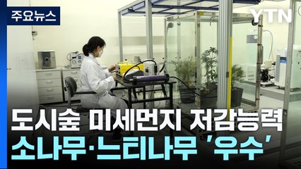 미세먼지 저감 능력 보니 소나무·느티나무 '우수' / YTN