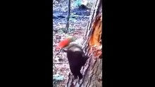 Funniest Cats And Dogs Videos  - Best Funny Animal Videos 2024