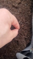 Mon potage #19 - Je plante des piments, oignon et basilic !  (Exclusivité Dailymotion)