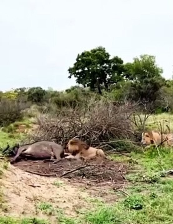 Lion Fight For Food